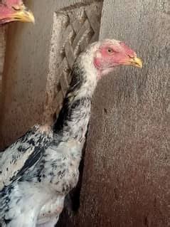 Shamoo Hens For Sale in Pakistan .